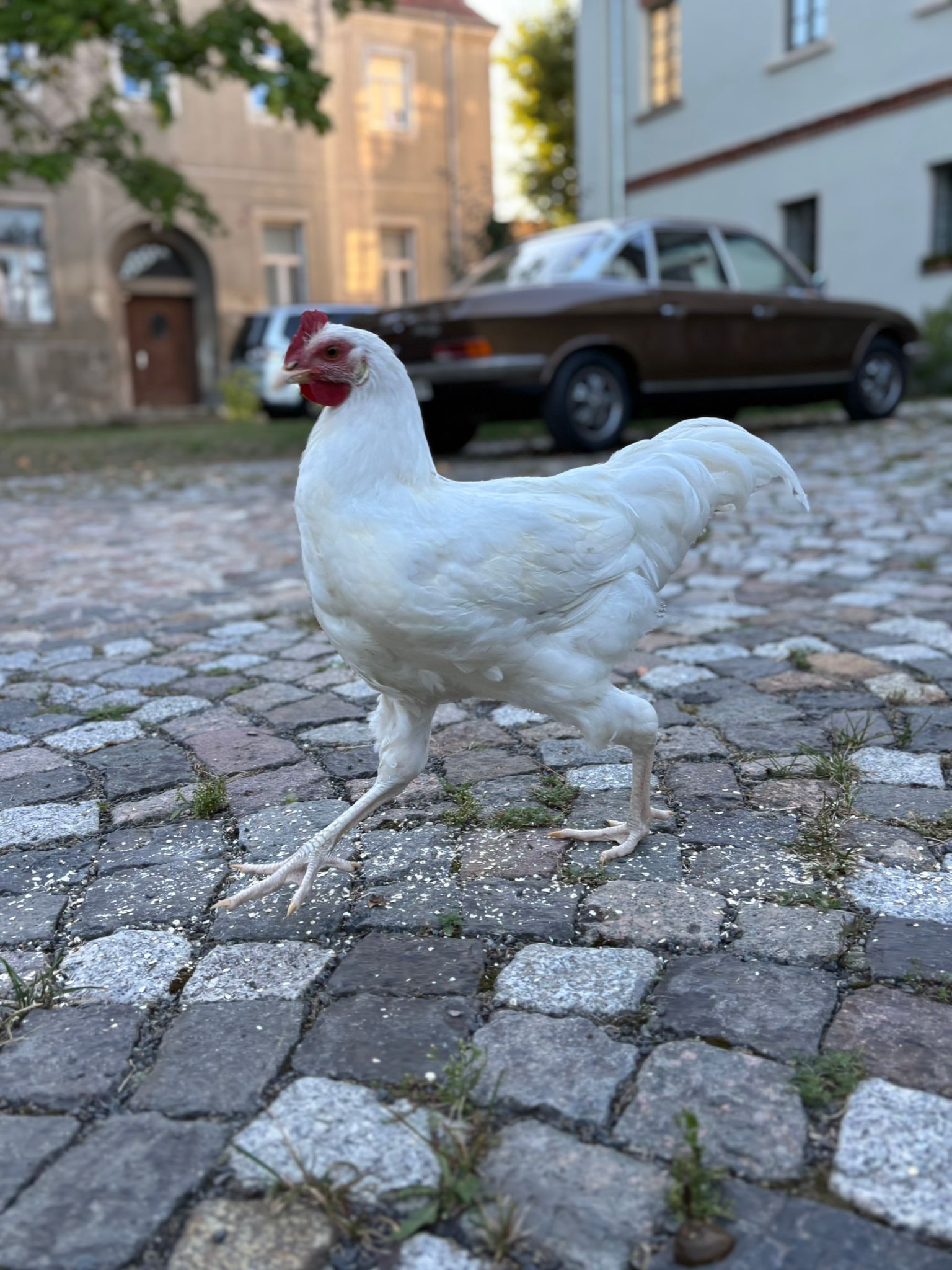 Sachsenhuhn_Thomas Marbach_weißes Huhn.jpeg