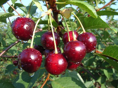 Amorella-Kirsch-Kirschen-Frucht-Tau-R0011836.JPG