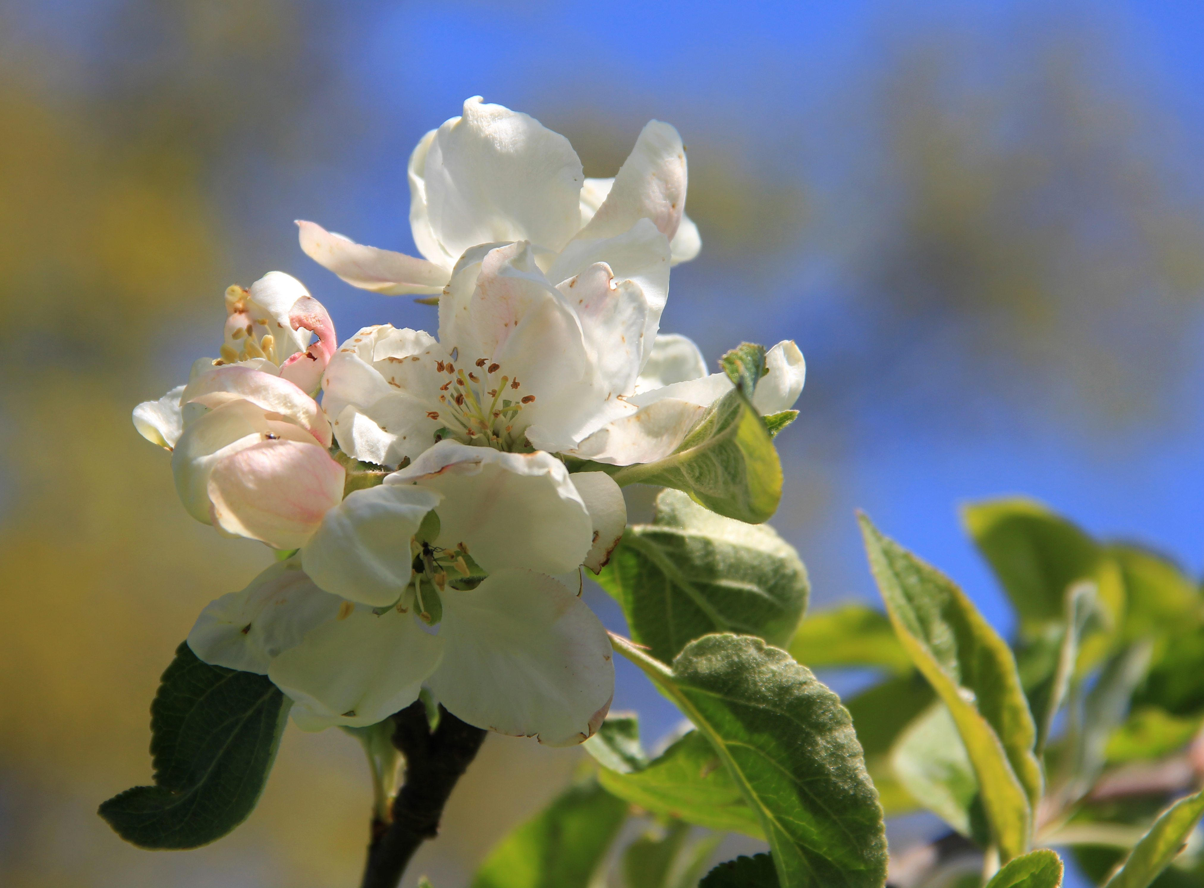 Schöner von Herrnhut_Christopf Schuster_Baum mit Blüten.jpg