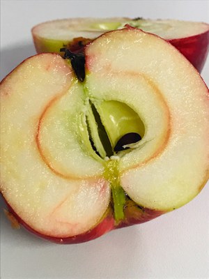 Schöner von Herrnhut_Heike Quendt_Apfel im Anschnitt2.jpg