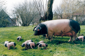 arche-ferkel_im_garten_c_besh_288.jpg