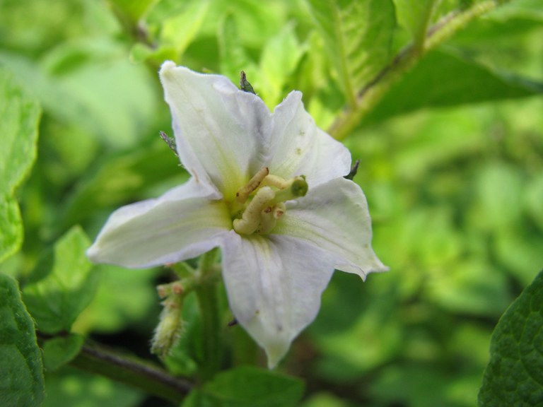 Schwarzblaue Frankenwälder Kartoffel_Georg Willibald Lang_Feldversuch Carlsgrün Kartoffel  Blüte.jpg