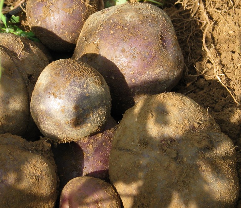 Schwarzblaue Frankenwälder Kartoffel_Georg Willibald Lang_Kartoffel bei der Ernte im Feld.jpg