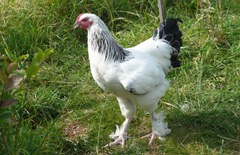 Sundheimer Huhn