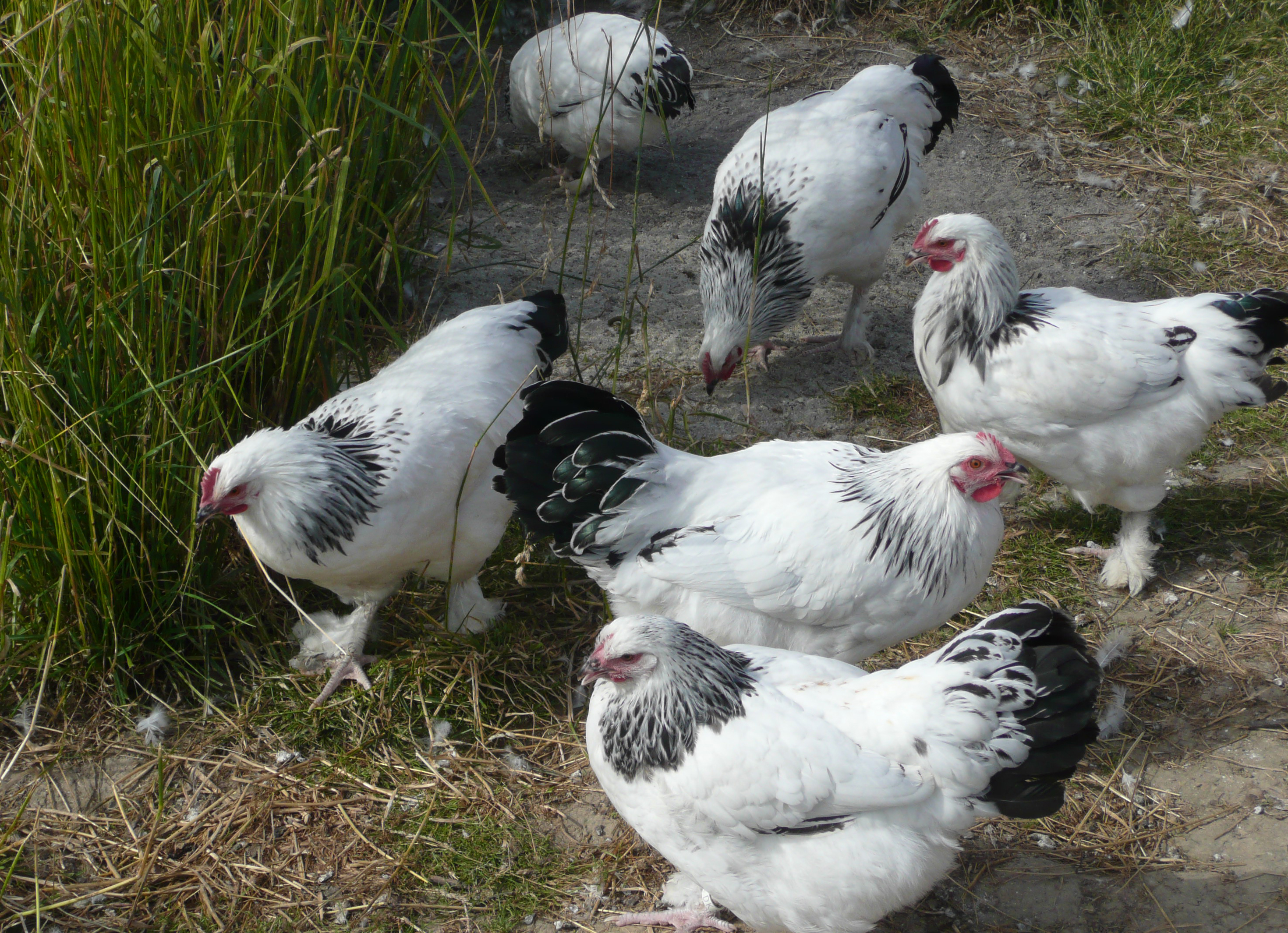 Sundheimer Huhn_Dirk Esser_P1040483.jpg