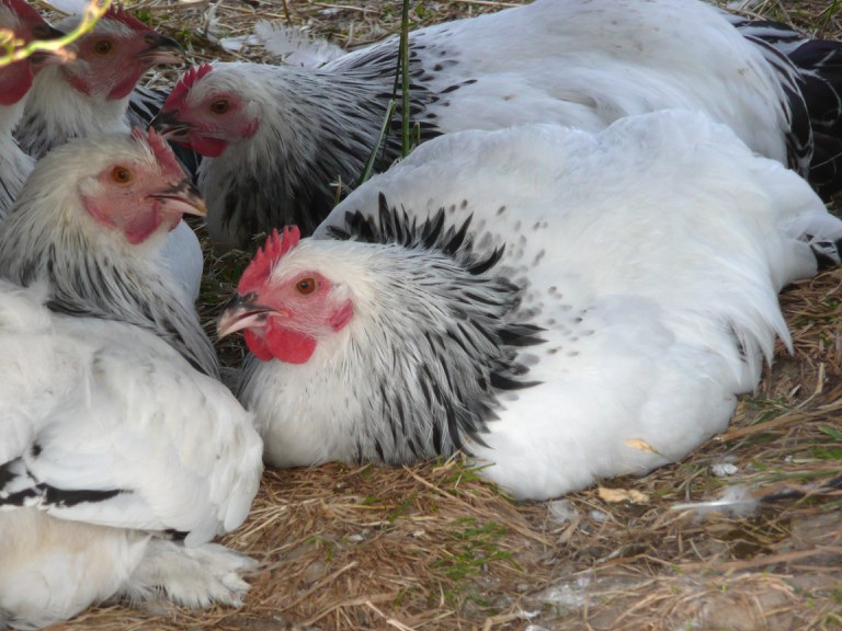 Sundheimer Huhn_Dirk Esser_P1040529.jpg