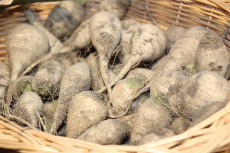 Teltower Rübchen — Slow Food Deutschland