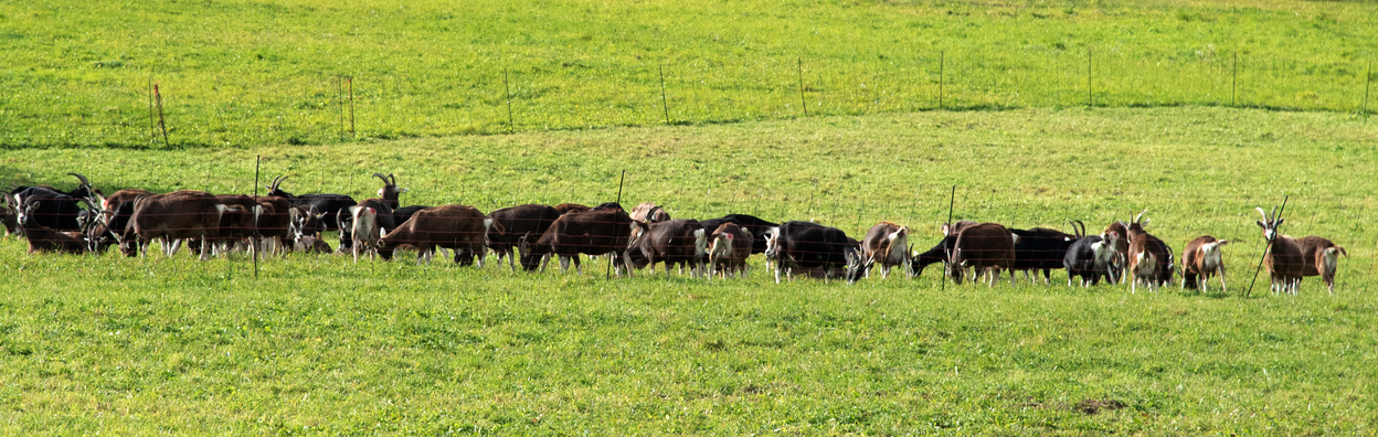 Thüringer Wald Ziege