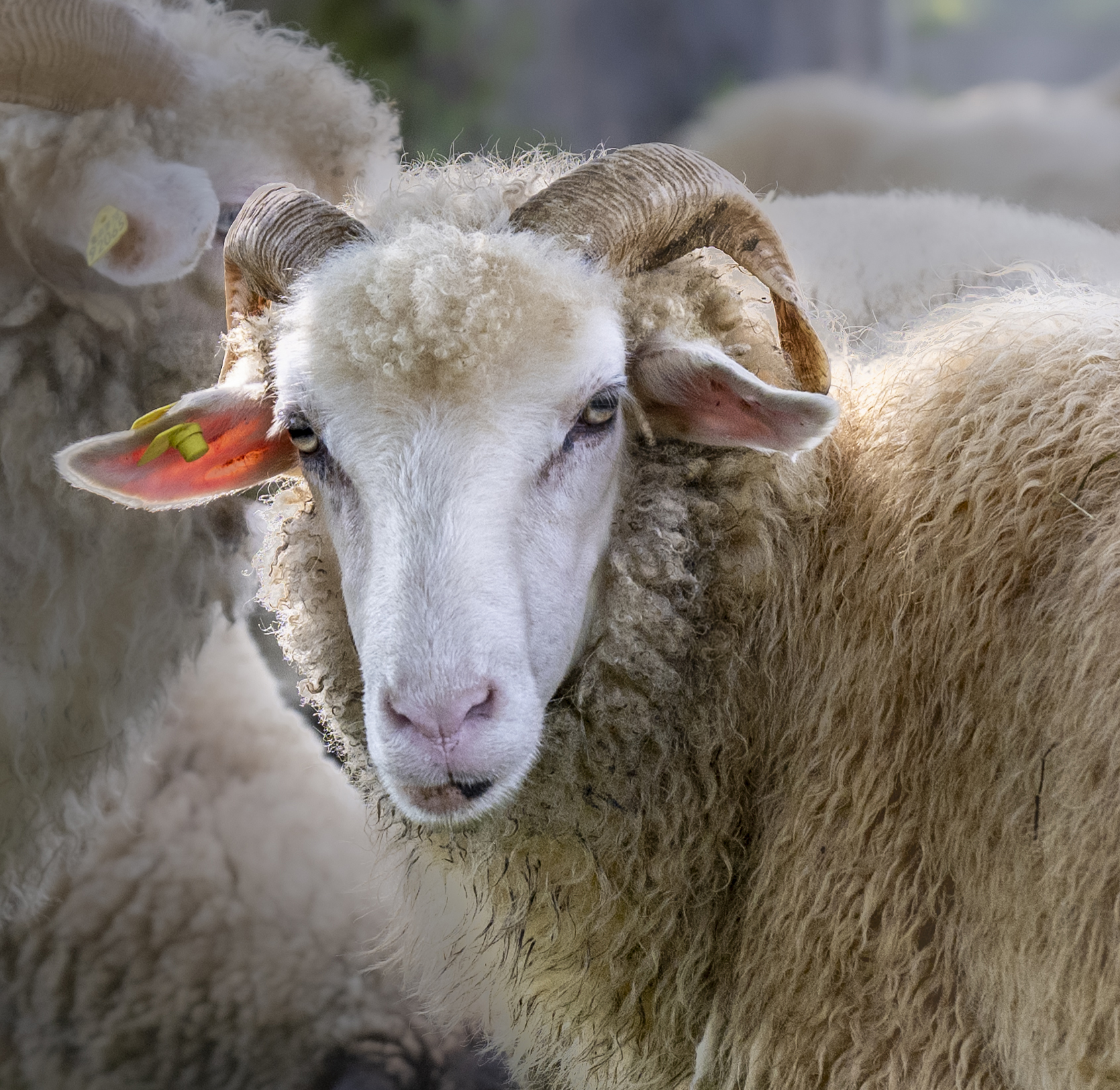 Waldschaf_Christoph Goebel_6738-2.jpg