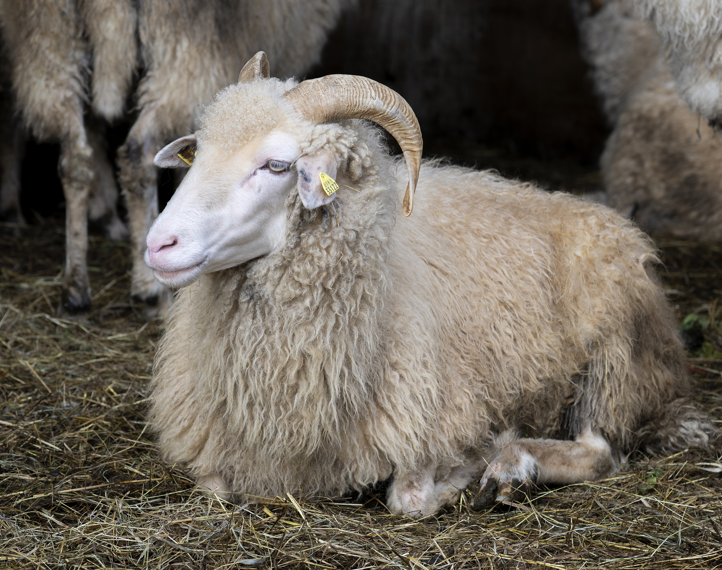 Waldschaf_Christoph Goebel_9809.jpg