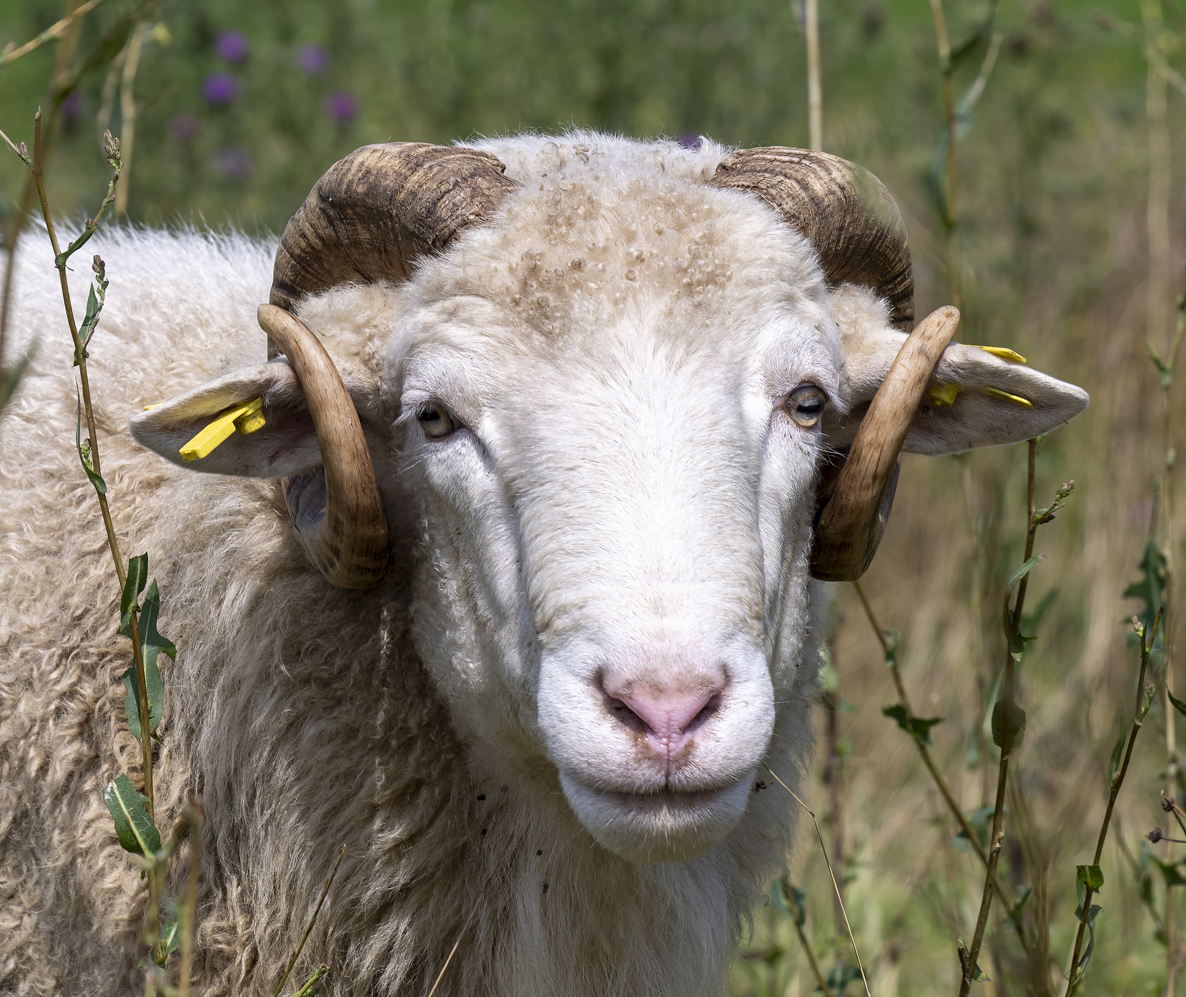 Waldschaf_Christoph Goebel_Waldschaf1.jpg