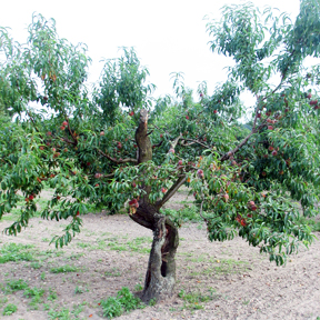 arche-wassenberger_saemling_baum_288x288.jpg