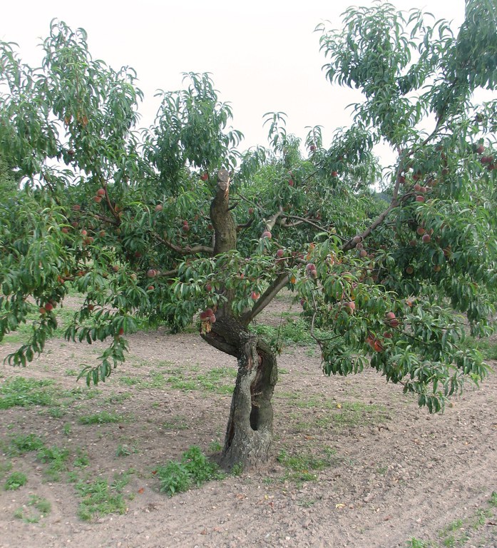 Wassenberger Sämling — Slow Food Deutschland