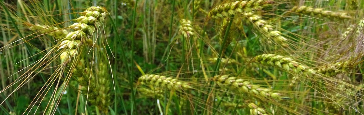 Westerwälder Fuchsweizen