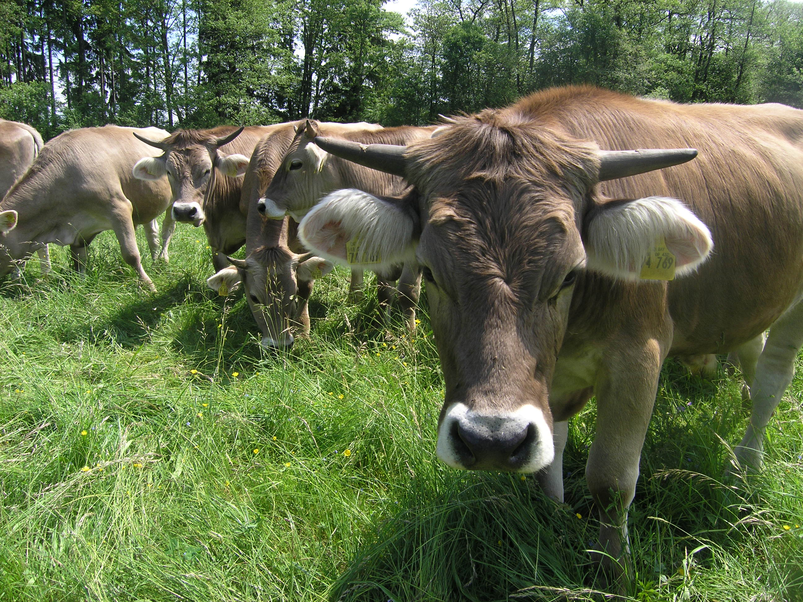 Original Braunvieh im Allgäu_Peter Guggenberger-Waibel_700.23.02.jpg