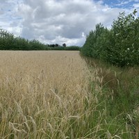 Agroforst_Wilmars Gaerten (c) Claudia Nathansohn.jpeg