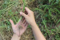 IMG_8300_Knoellchen_Hand (c) Claudia Nathansohn.JPG