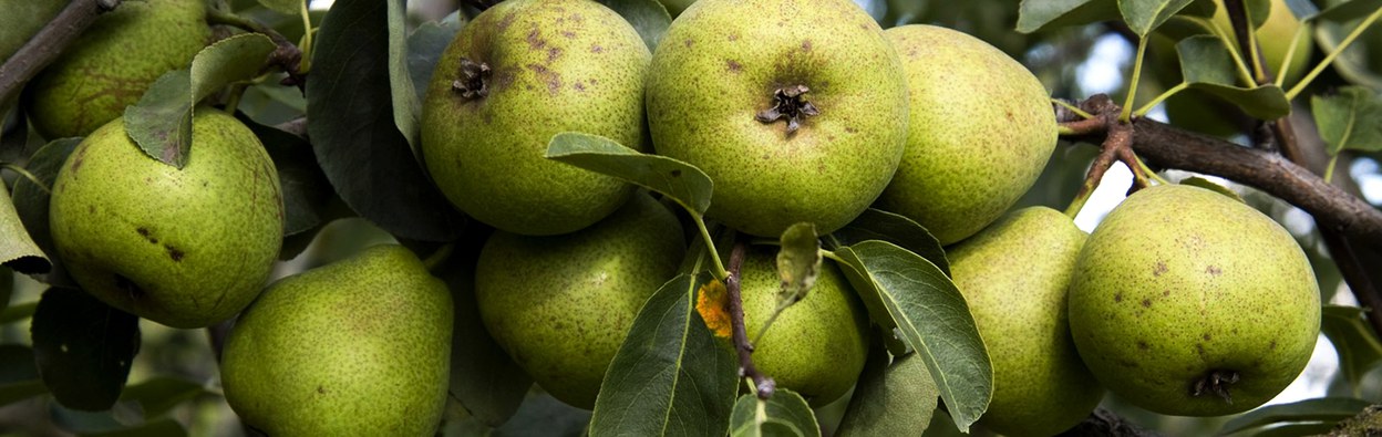 Birnenschaumwein aus der Obstsorte Champagner-Bratbirne