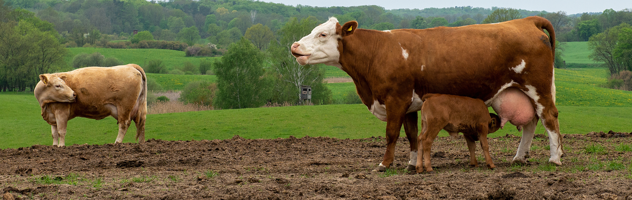 Projekt: Umweltgerechte und nachhaltige Fleischerzeugung am Beispiel Rind