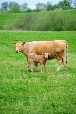 Zucht – der vernachlässigte Aspekt der Fleischqualität Zucht – der vernachlässigte Aspekt der Fleischqualität