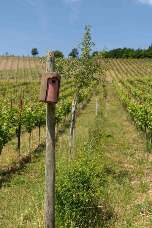 Weingut Staffelter Hof (c) Arne Binner.jpg
