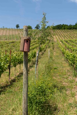 Weingut Staffelter Hof (c) Arne Binner.jpg