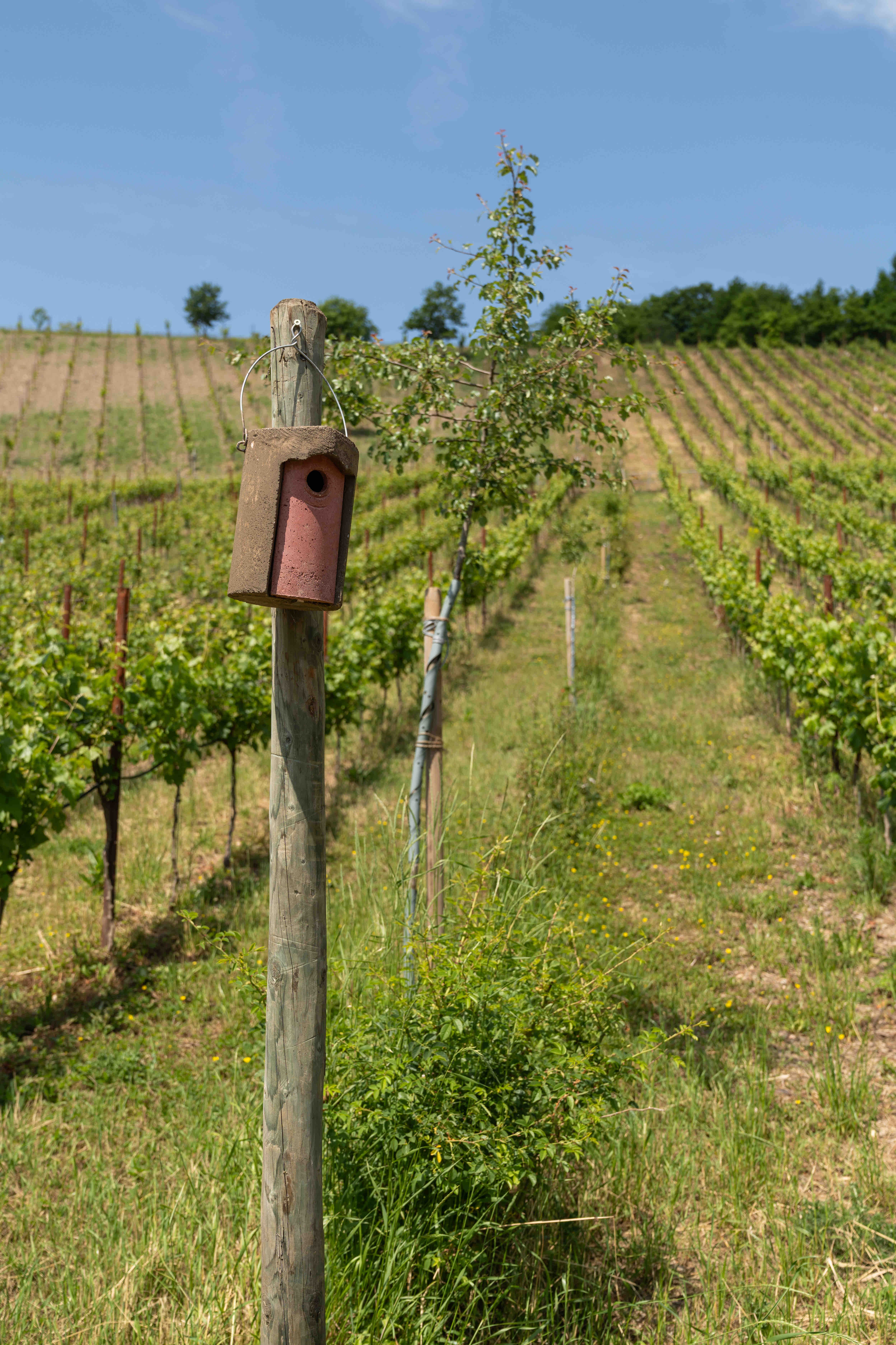 Weingut Staffelter Hof (c) Arne Binner.jpg