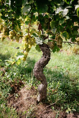 2. Alte Rebe_Weingut Eymann.jpg