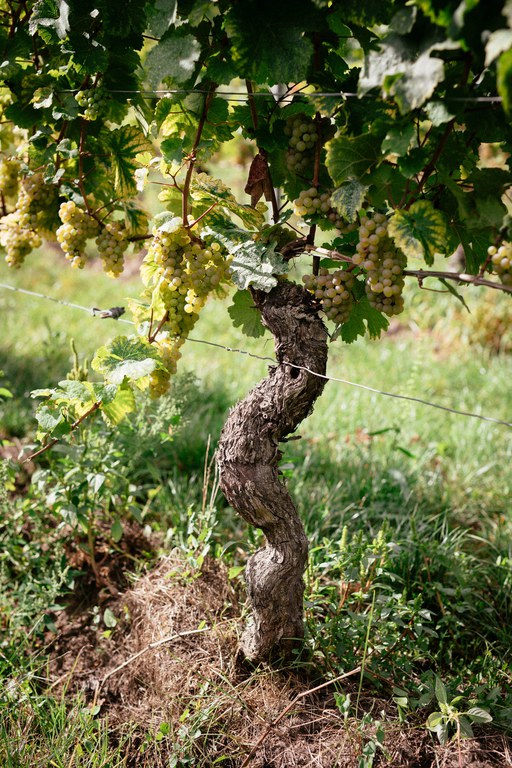 2. Alte Rebe_Weingut Eymann.jpg