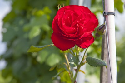 Rose (c) Helde.jpg