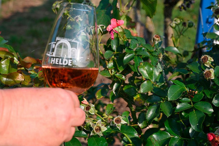 rose_eichert (c) Weingut Helde.jpg