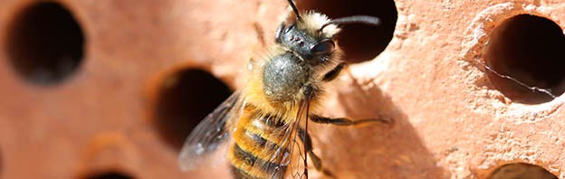 Bienen und andere Bestäuber