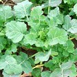 arche-tit_bremer_scheerkohl_112.jpg