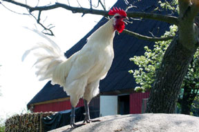 arche-kraehender_hahn_288.jpg arche-kraehender_hahn_288.jpg