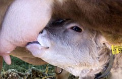 arche-limpurger_240.jpg arche-limpurger_240.jpg