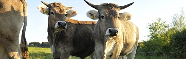 Tiere in der Landwirtschaft