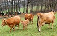 arche-p_limpurger_240.jpg arche-p_limpurger_240.jpg