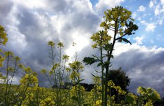 Klimawandel und Ernährung