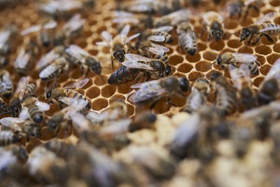 Bienen und Bauern retten