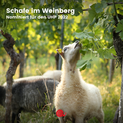 Die Nominierten für den UHP: Schafe im Weinberg