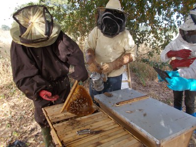 Honig von Tapoa, Burkina Faso
