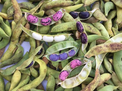 Welttag der Hülsenfrüchte: Slow Food pflanzt die Zukunft mit Welttag der Hülsenfrüchte: Slow Food pflanzt die Zukunft mit
