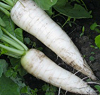 presse-bamberger_rettich.png presse-bamberger_rettich.png
