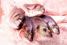 Slow Food Messen: SlowFisch Bremen