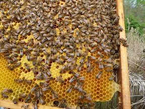 25_jahre_slow_food_deutschland-sfd_wurzeltour_bienen_von_schloss_tonndorf_c_rose_schweizer_slow_food_web.jpg 25_jahre_slow_food_deutschland-sfd_wurzeltour_bienen_von_schloss_tonndorf_c_rose_schweizer_slow_food_web.jpg