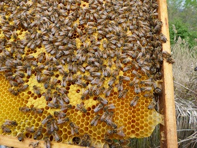 25_jahre_slow_food_deutschland-sfd_wurzeltour_bienen_von_schloss_tonndorf_c_rose_schweizer_slow_food_web.jpg