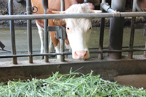 25_jahre_slow_food_deutschland-sfd_wurzeltour_milch_c_markus_wagner_slow_food_web_3.jpg