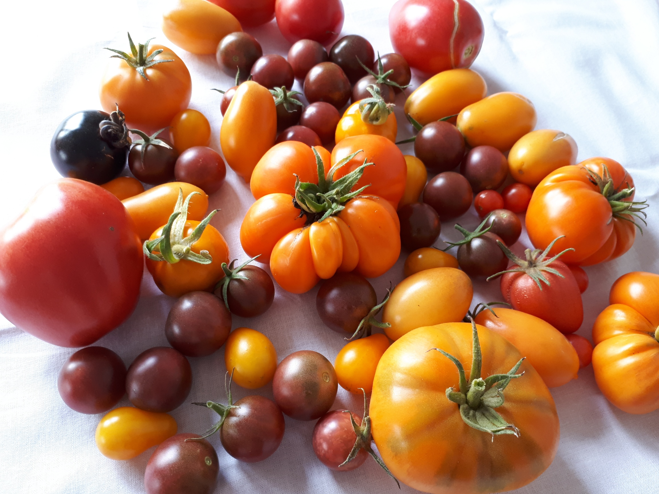 Tomaten Verkostung (c) Gerda Moritz.jpg