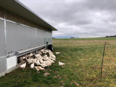 (c)Karin Weinsberg_Hühnerhof_Roth_2-1.jpeg (c)Karin Weinsberg_Hühnerhof_Roth_2-1.jpeg