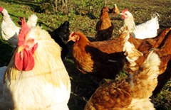 Tiere in der Landwirtschaft Tiere in der Landwirtschaft